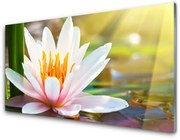 Obraz Akrylowy Kwiaty Roślina Natura