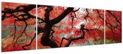 Obraz czerwonego klonu japońskiego, Portland, Oregon (170x50 cm)
