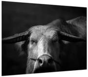 Obraz - Krowa (70x50 cm)