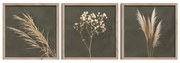 Obrazy zestaw 3 szt. 30x30 cm Pampas – Styler