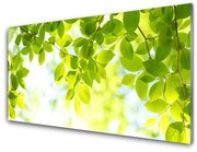 Panel Kuchenny Liście Natura Roślina