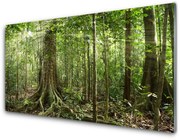 Obraz Akrylowy Las Natura Dżungla Drzewa