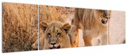 Obraz lwiątek (170x50 cm)