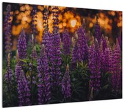 Obraz kwiatów łubinu (70x50 cm)