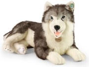 Rappa Pluszowy pies husky leżący 60 cm