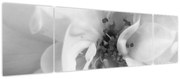 Obraz - Kwiat, czarno - biały (170x50 cm)