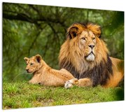 Obraz lwów (70x50 cm)