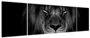 Obraz - lew i jego majestatyczność (170x50 cm)