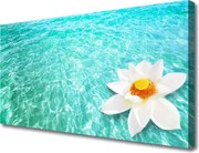 Obraz canvas na ścianę Kwiat Lotosu na Wodzie