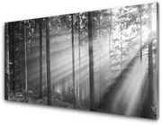 Panel Szklany Las Natura Promienie Słońce