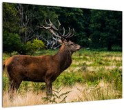 Obraz jelenia (70x50 cm)