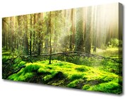 Obraz na Płótnie Mech Las Natura