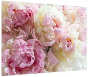 Obraz - Piwonie (70x50 cm)
