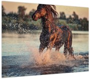 Obraz - Biegnący koń (70x50 cm)