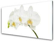 Obraz Akrylowy Storczyk Pędy Kwiaty Natura