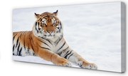 Fotoobraz na płótnie Tygrys w Zimowej Scenerii