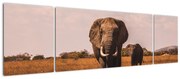 Obraz - Przybycie słonia (170x50 cm)