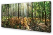 Obraz na płótnie Las drzewa brzozy