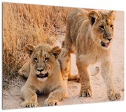 Obraz lwiątek (70x50 cm)