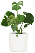 Fox & Fern Venlo Doniczka