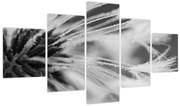 Obraz - Makro, czarno - biały (125x70 cm)