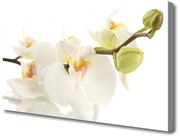 Obraz Canvas Kwiaty Roślina Natura