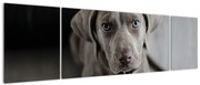 Obraz szczeniaka (170x50 cm)