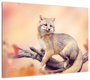 Obraz - Lis (70x50 cm)