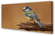 Obraz na płótnie Ptak