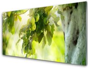 Panel Szklany Jabłka Gałąź Drzewo Natura