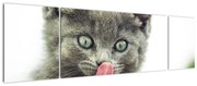 Obraz oblizującego się kotka (170x50 cm)