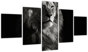 Obraz - Lew (125x70 cm)