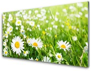 Obraz Akrylowy Stokrotka Kwiat Roślina