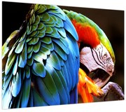 Obraz - Papuga (70x50 cm)