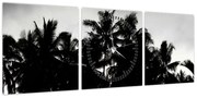 Obraz czarno - biały - palmy (z zegarem) (90x30 cm)