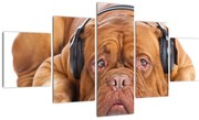 Obraz psa ze słuchawkami (125x70 cm)