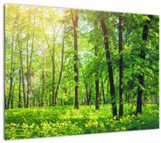 Obraz - Wiosenny las liściasty (70x50 cm)