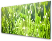 Panel Szklany Trawa Roślina Natura