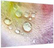 Obraz - Kropelki (70x50 cm)