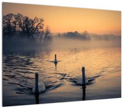Obraz łabędzi na wodzie we mgle (70x50 cm)