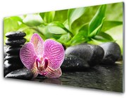 Panel Kuchenny Kwiat Kamienie Roślina