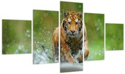 Obraz - Biegnący tygrys (125x70 cm)