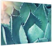 Obraz - Sukulent (70x50 cm)