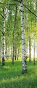 Fototapeta na drzwi BIRCH GROVE 86x200 cm