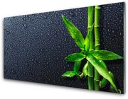 Panel Szklany Bambus Łodyga Roślina Natura