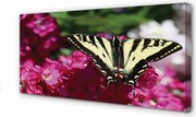 Obraz canvas na ścianę Kwiaty i Motyl