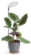 Ściemnialna lampa stołowa LED do uprawy roślin VERDI LED/5W/5V 1300K biała