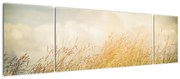 Obraz - Pole jesienią (170x50 cm)
