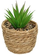 Dekoracja Aloe 20cm