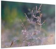 Obraz - Szczegół trawy (70x50 cm)